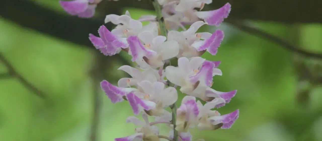 Aerides