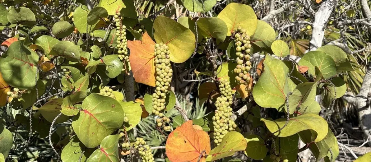 Sea grape