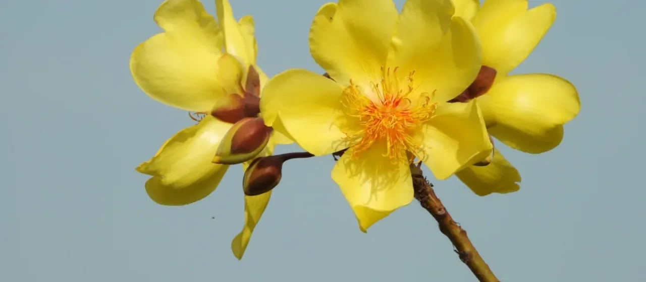 Buttercup tree