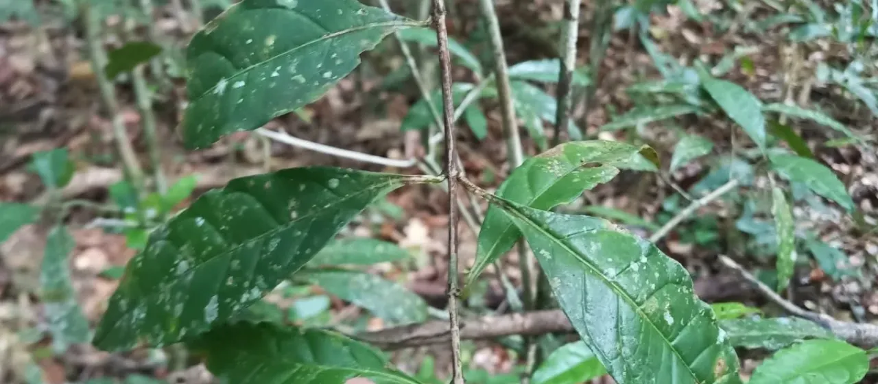 Randia ruiziana