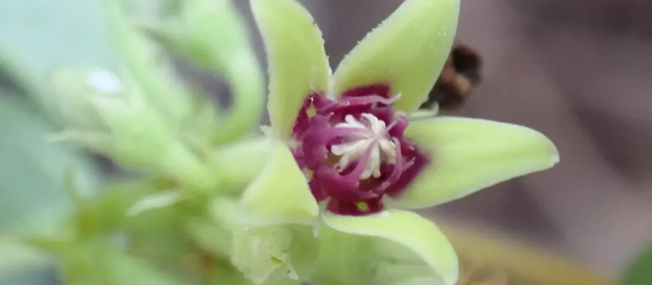 Raphionacme procumbens