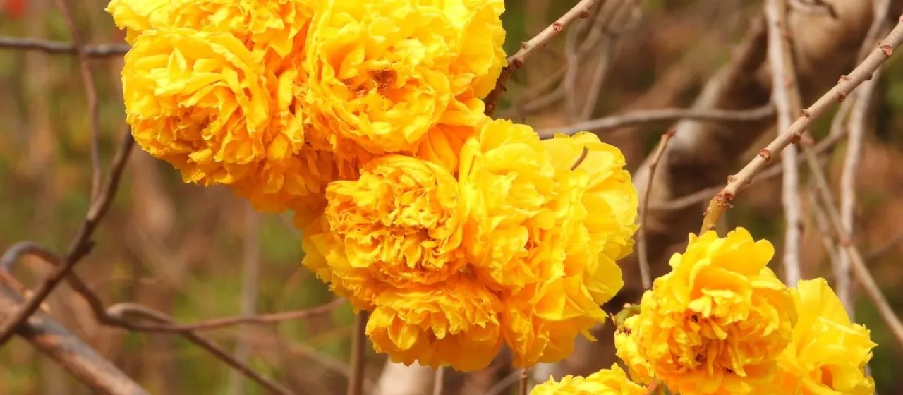 Cochlospermum religiosum