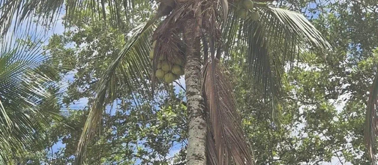 Coconut palm