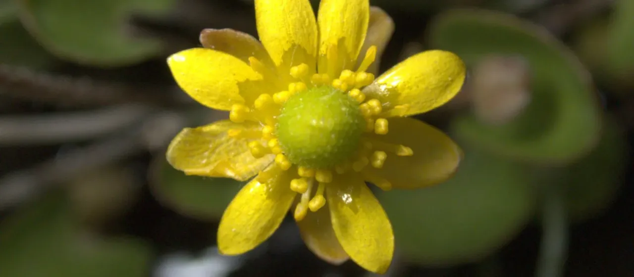 Alkali buttercup