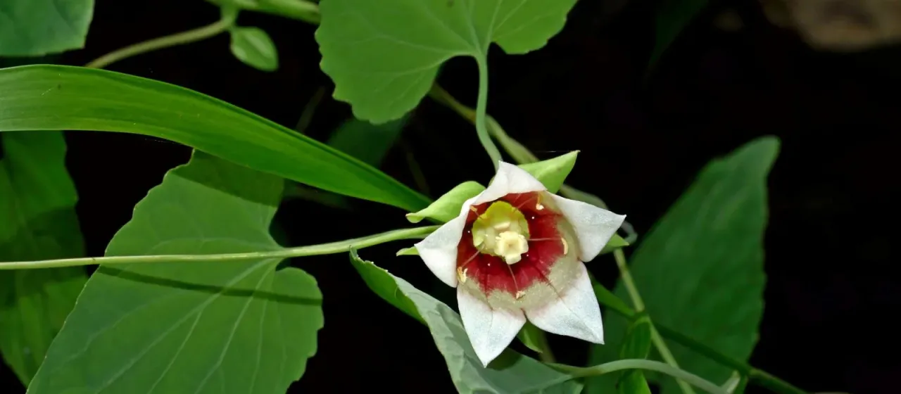 Codonopsis javanica