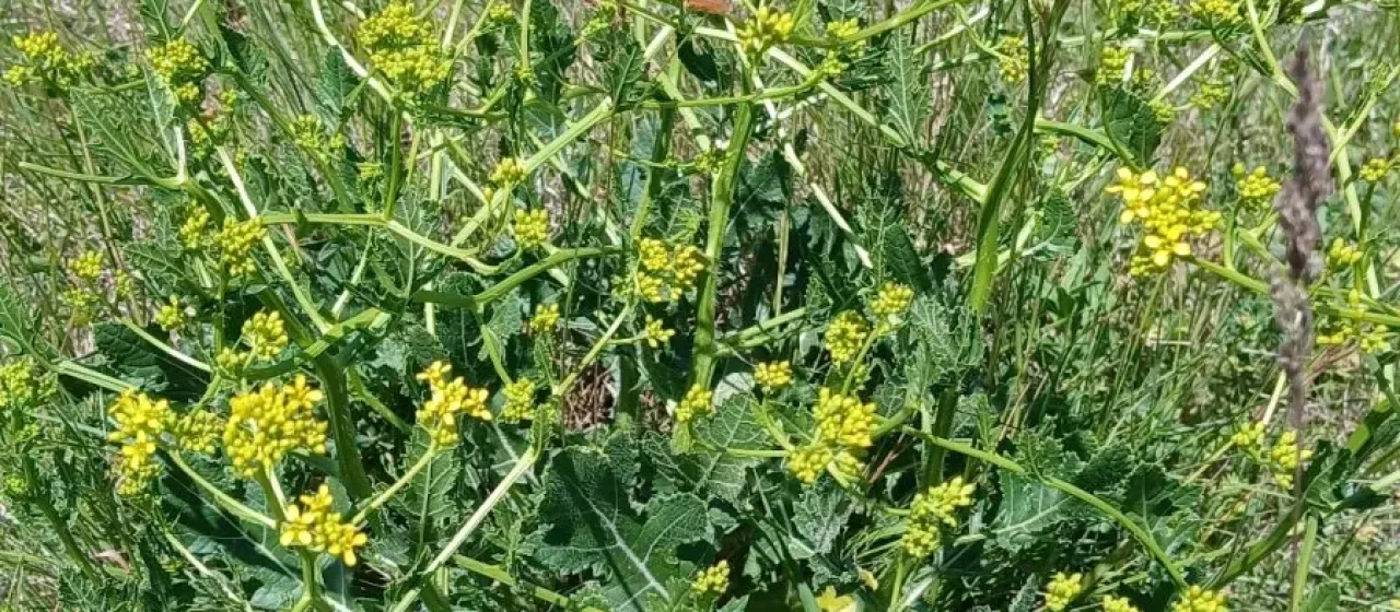 Perennial bastard cabbage