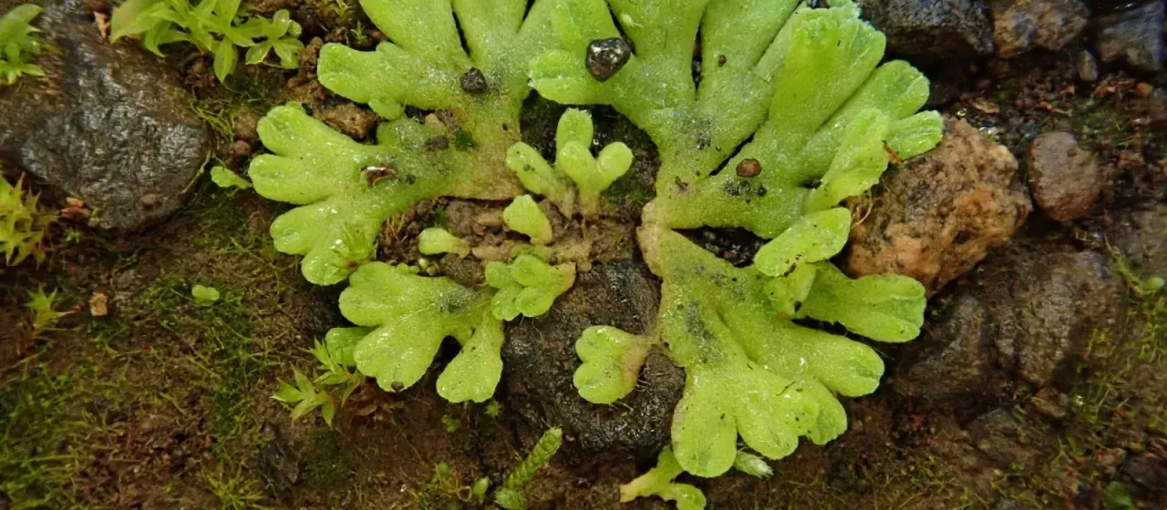 Crystalwort