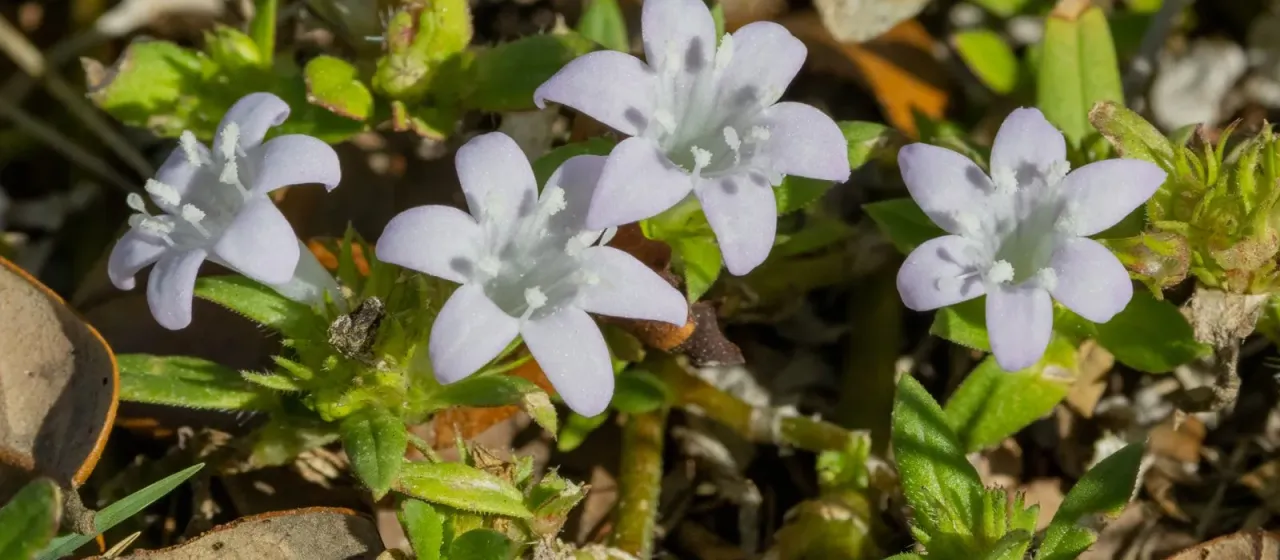 Richardia grandiflora