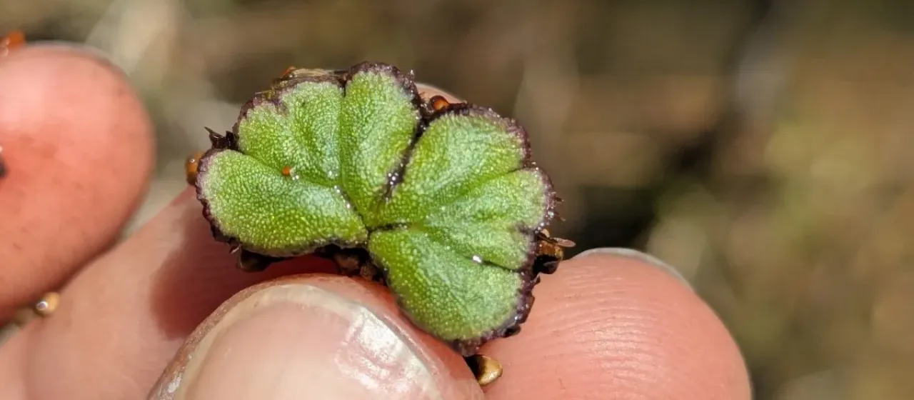 Fringed riccia