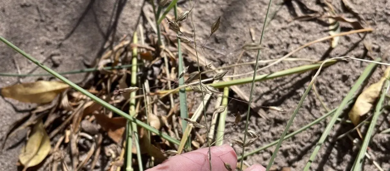 Blowout grass