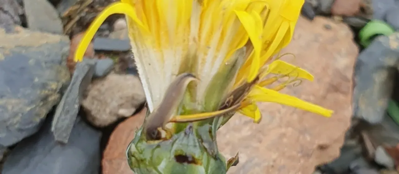 Reichardia picroides