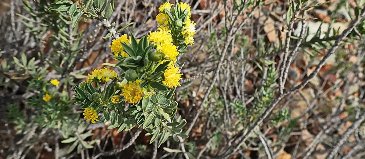 Relhania genistifolia
