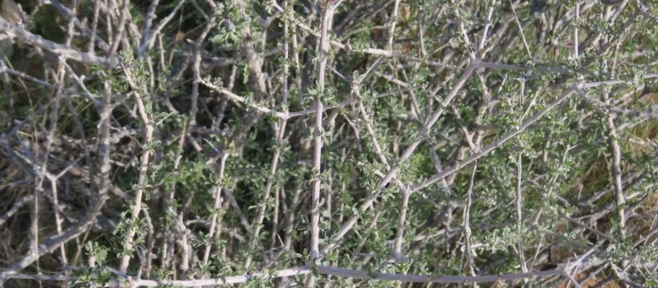 Rhigozum trichotomum