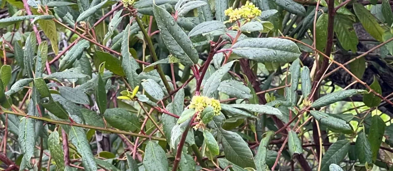 California buckthorn