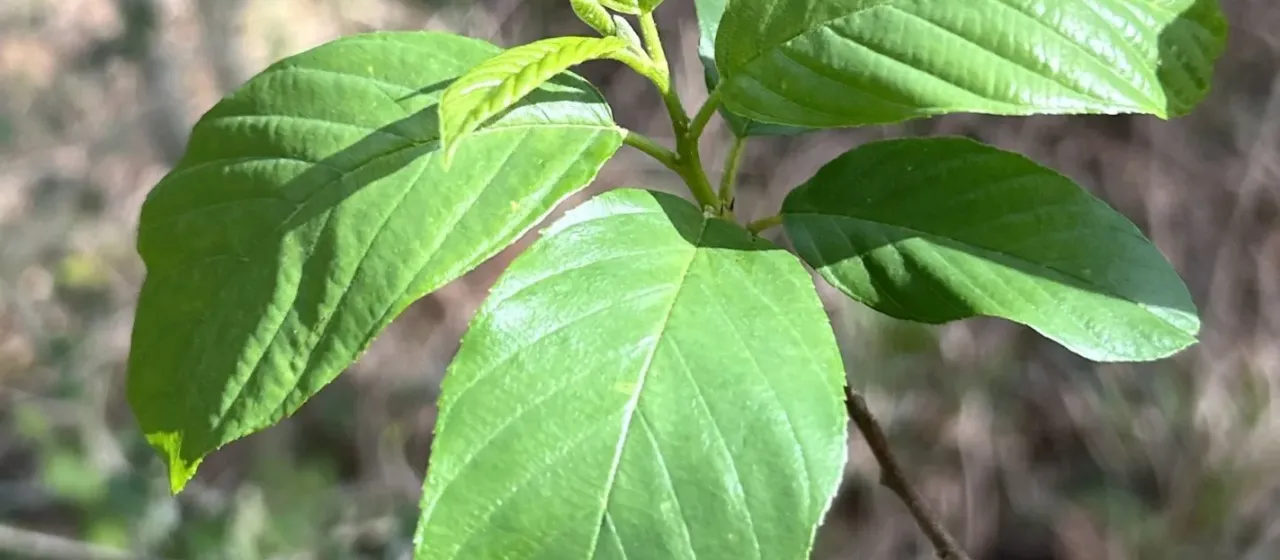 Carolina buckthorn