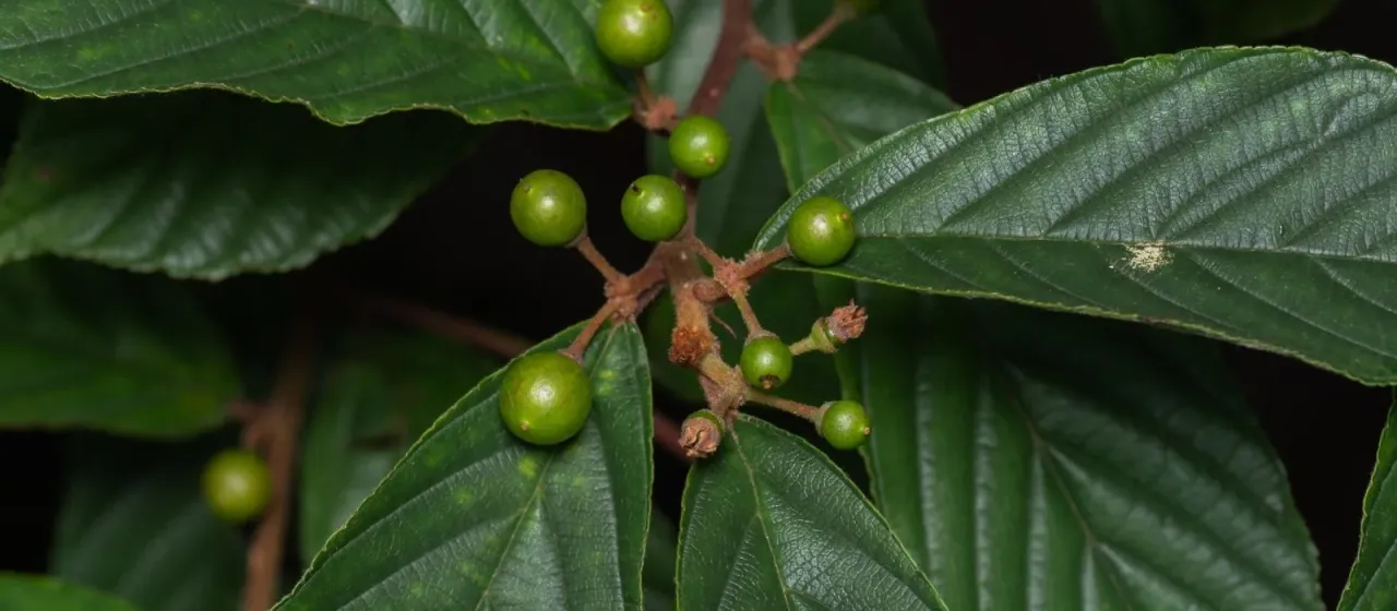 Japanese buckthorn