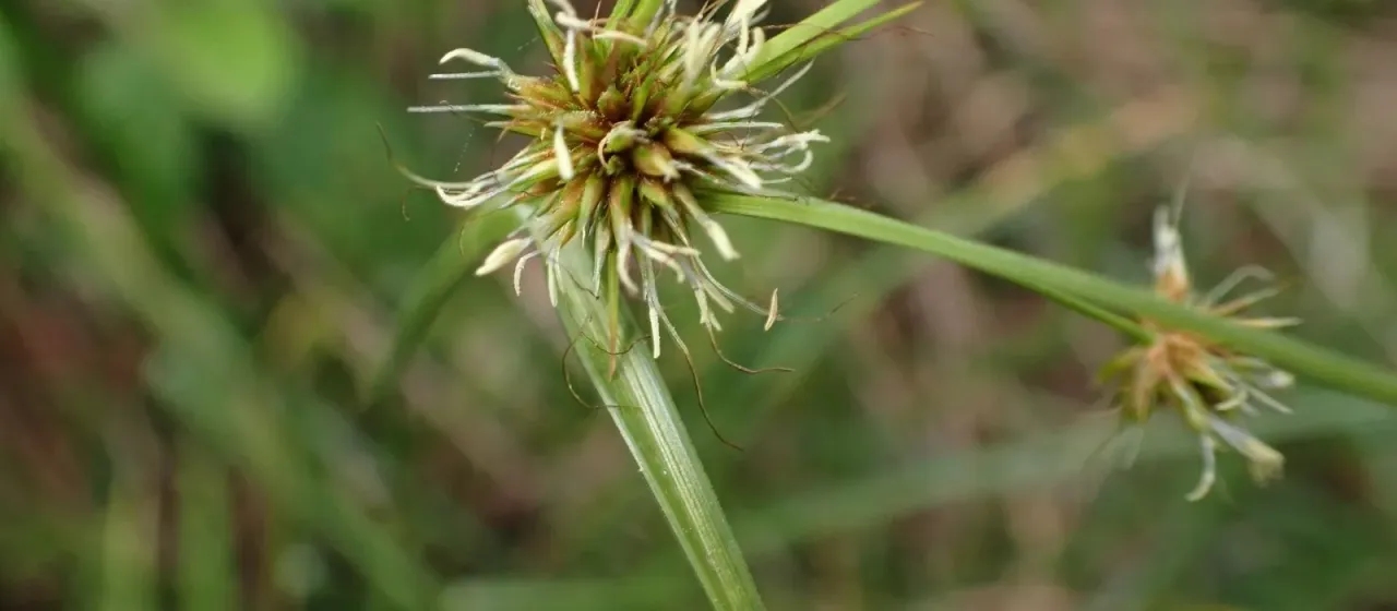 Rhynchospora cyperoides