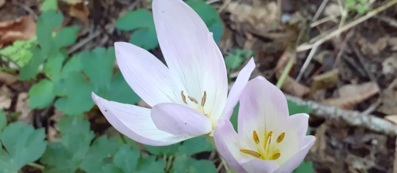 Showy autumn crocus