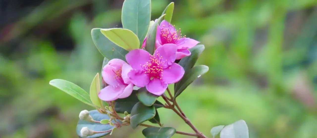 Downy rose myrtle