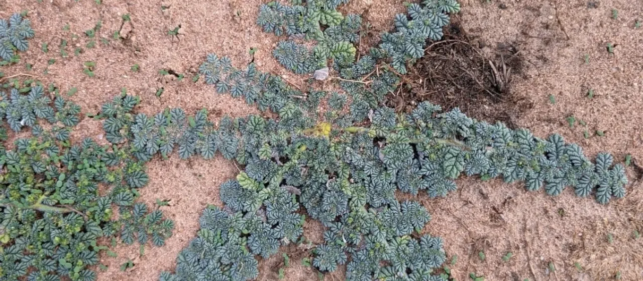 Coldenia procumbens