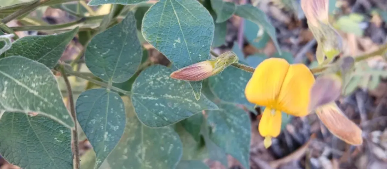 Rhynchosia discolor