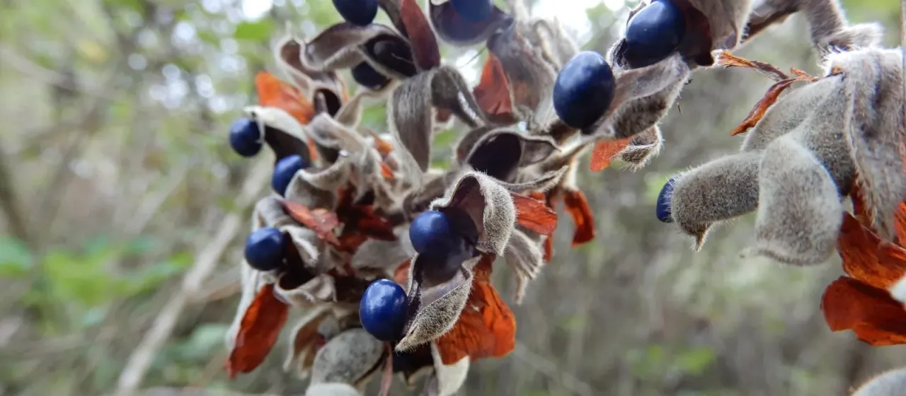 Rhynchosia hirta