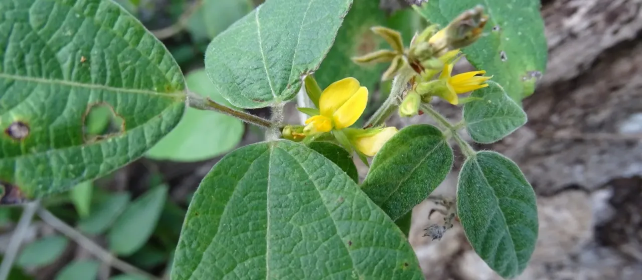 Rhynchosia reticulata