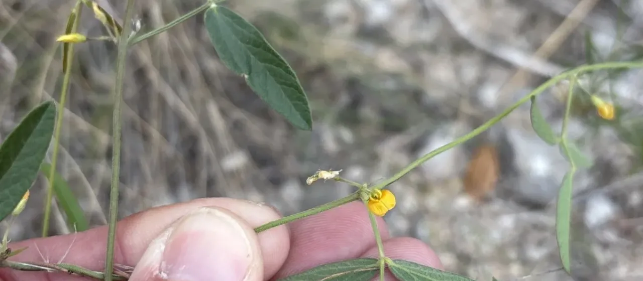 Rhynchosia senna