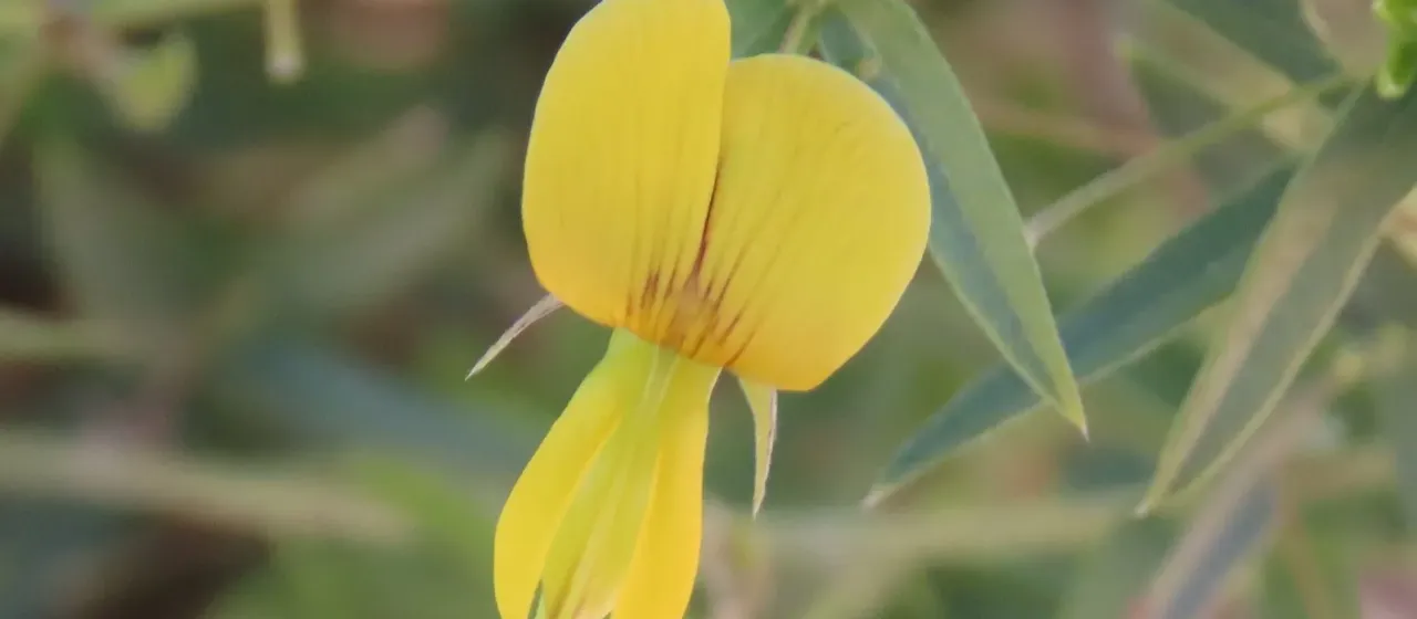 Rhynchosia totta