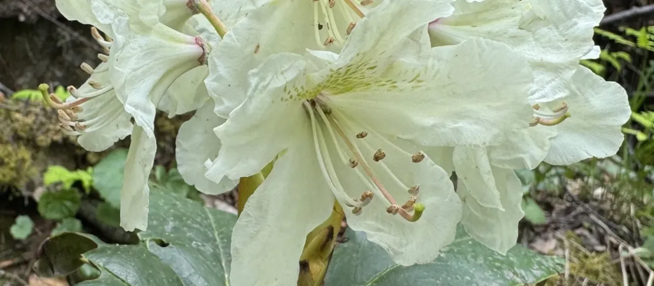Рододендрон кавказский