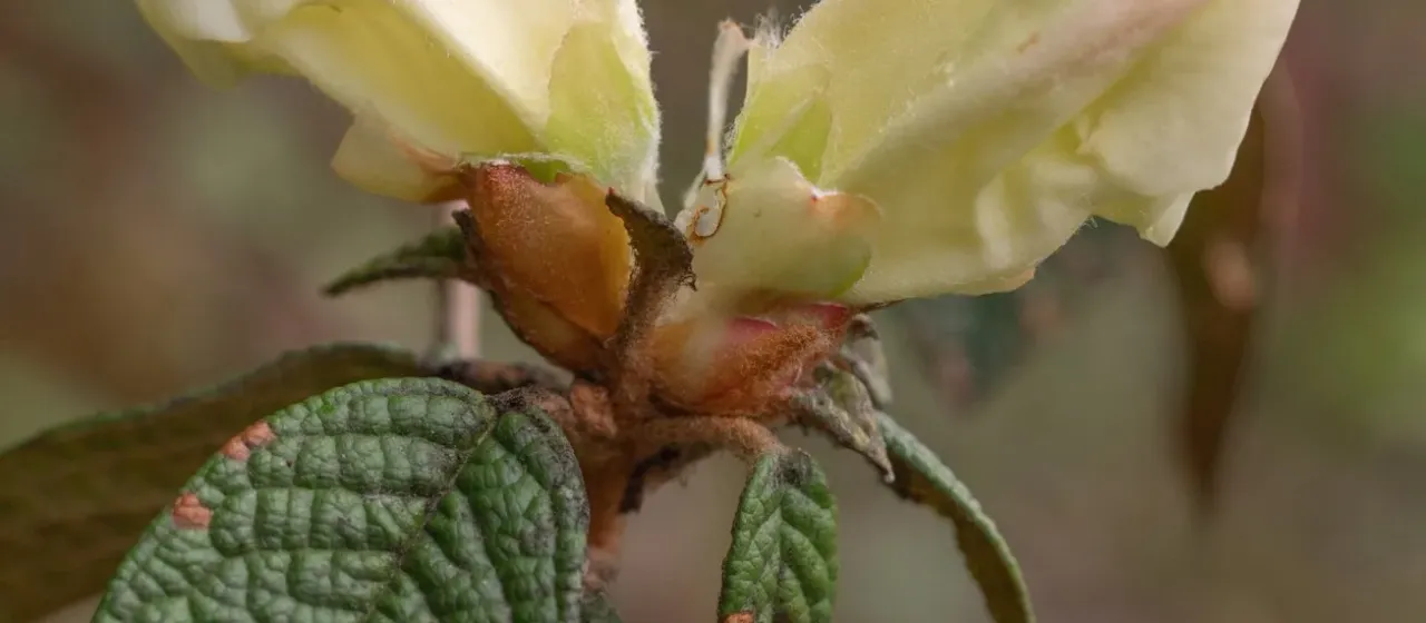 Rhododendron edgeworthii
