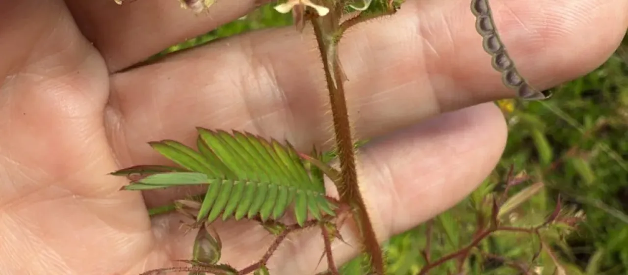 American jointvetch