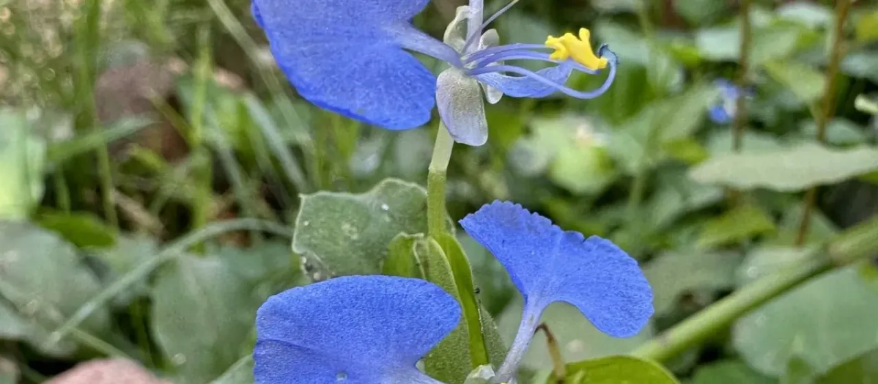 Commelina benghalensis