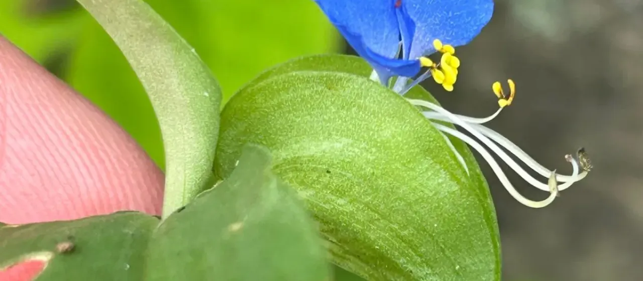 Asiatic dayflower