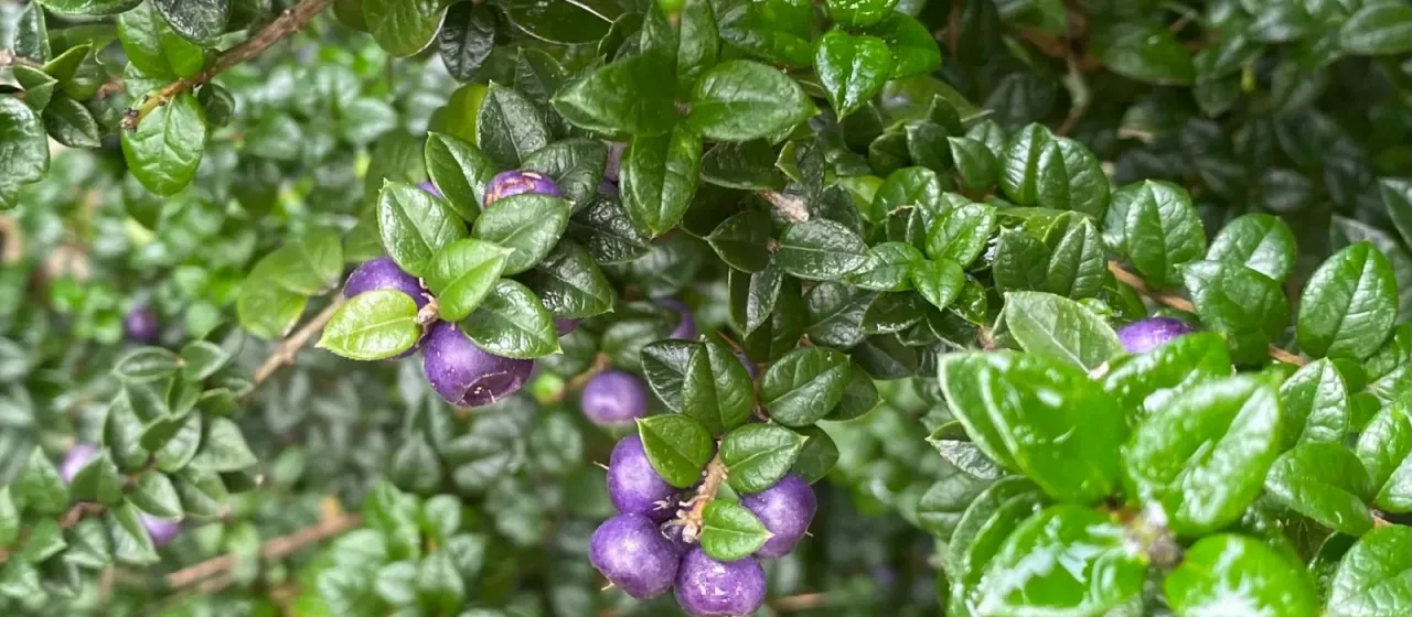Rhaphithamnus spinosus