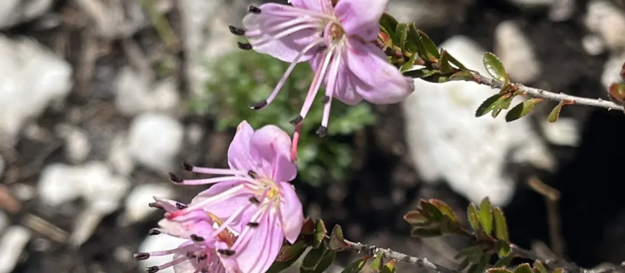Dwarf Rhodothamnus