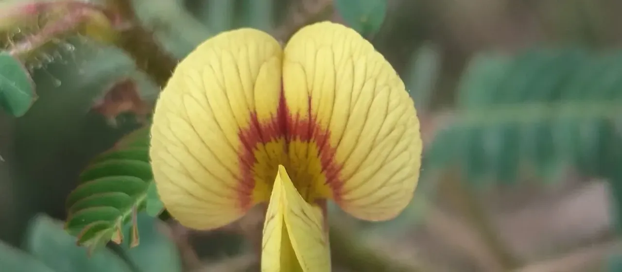 Indian jointvetch