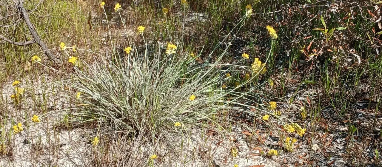 Grey cottonhead