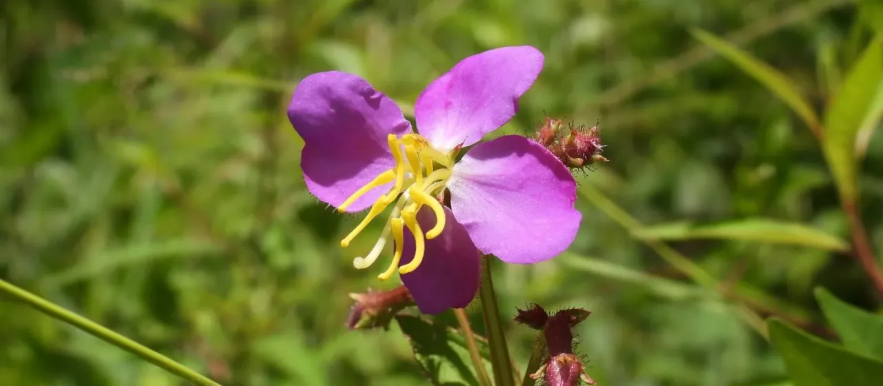 Meadow beauty