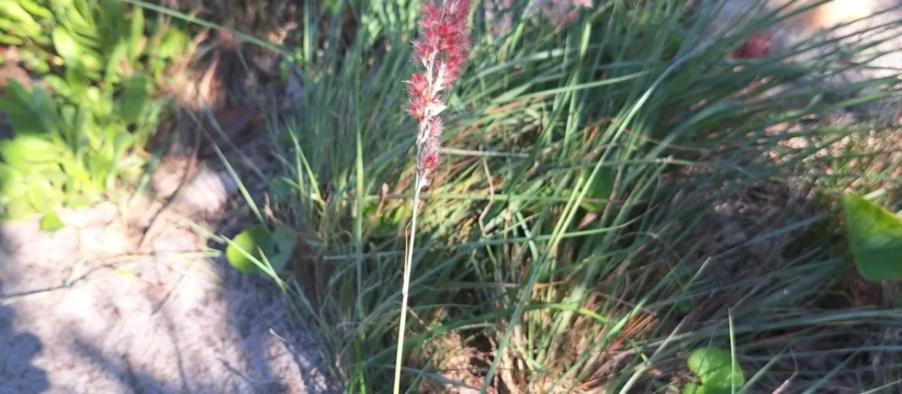 Melinis nerviglumis