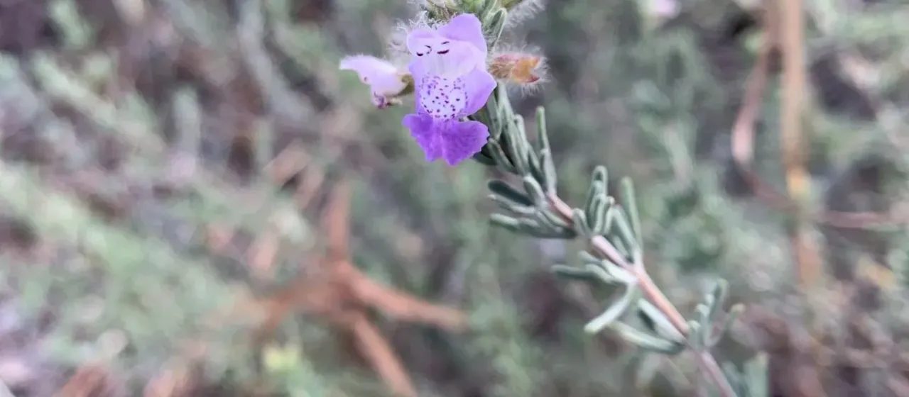 Conradina