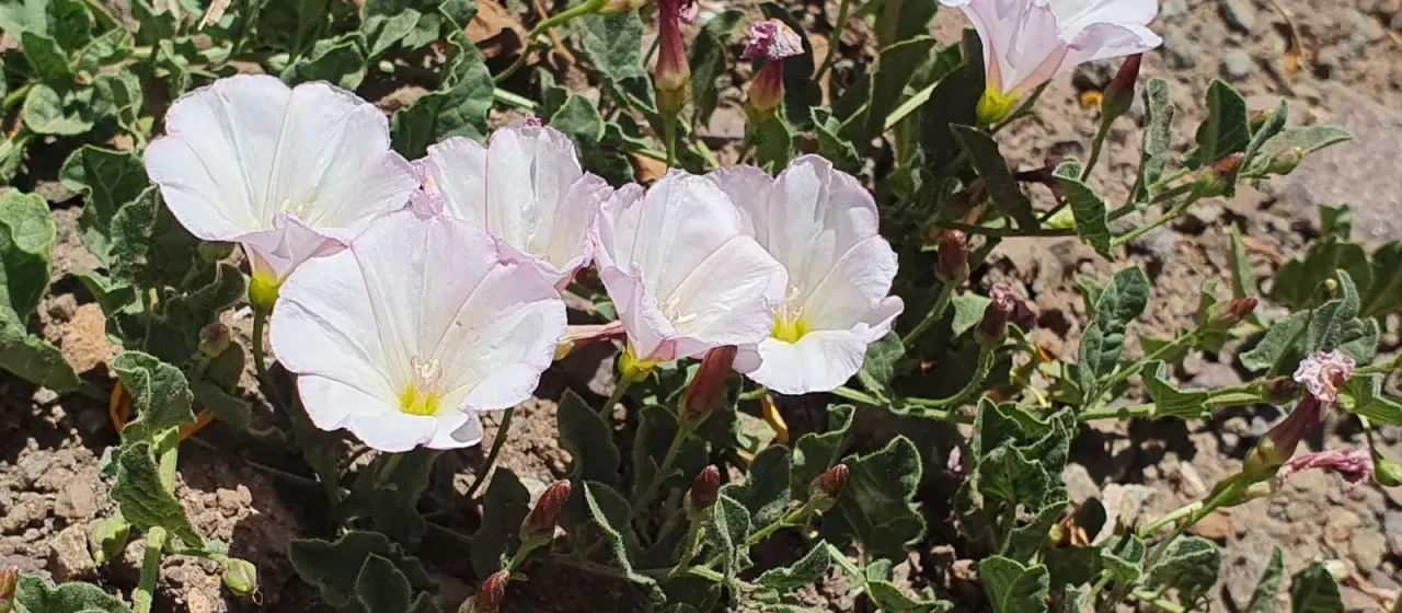 Field bindweed