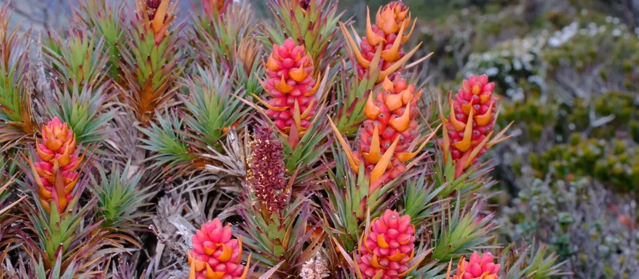 Richea scoparia