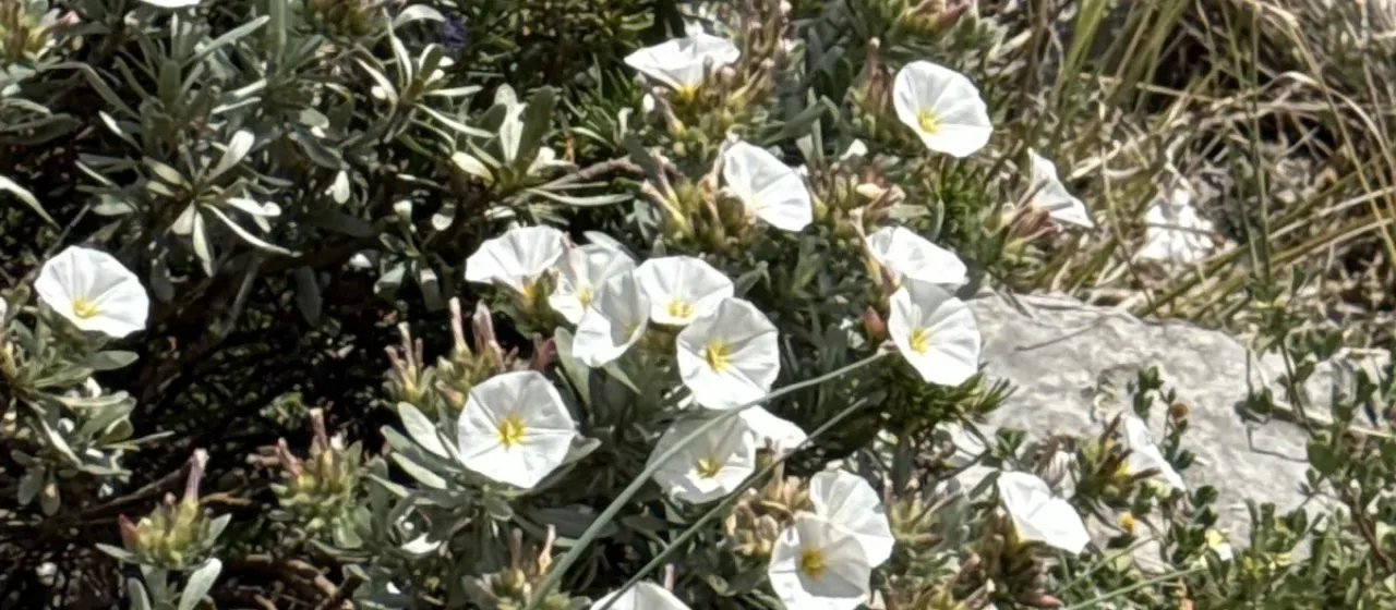 Вьюнок серебристый