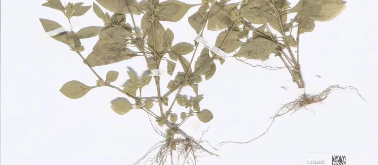 Rungia parviflora