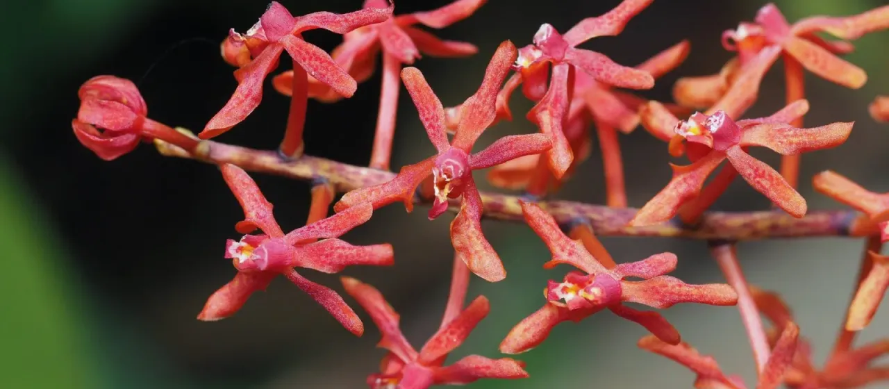 Renanthera elongata