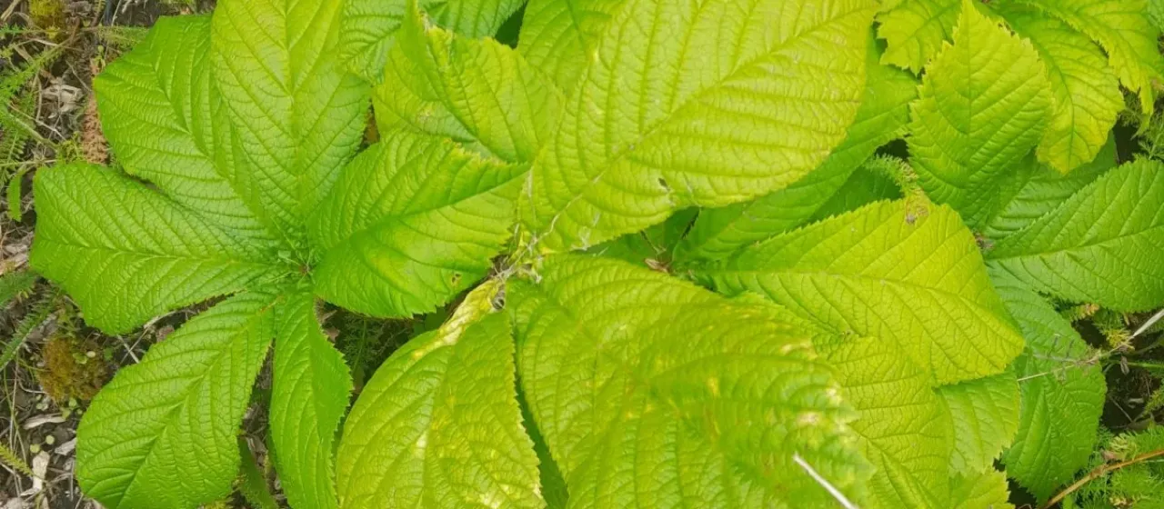 Rodgersia aesculifolia