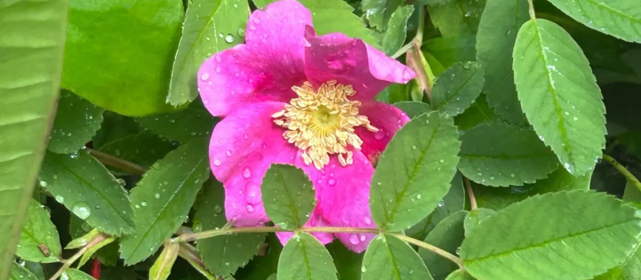 Роза гладкая