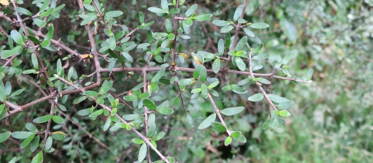 Coprosma propinqua