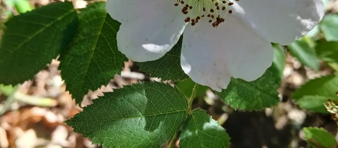 Шиповник Юндзилла